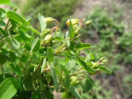 Image of Oxalis frutescens by (c) Alexis López Hernández, some rights reserved (CC BY)
