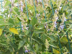 Salvia polystachia