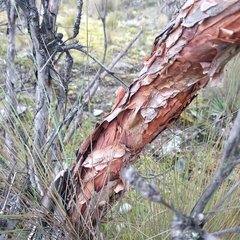 Polylepis lanuginosa