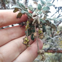 Polylepis lanuginosa