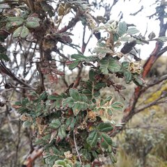 Polylepis lanuginosa