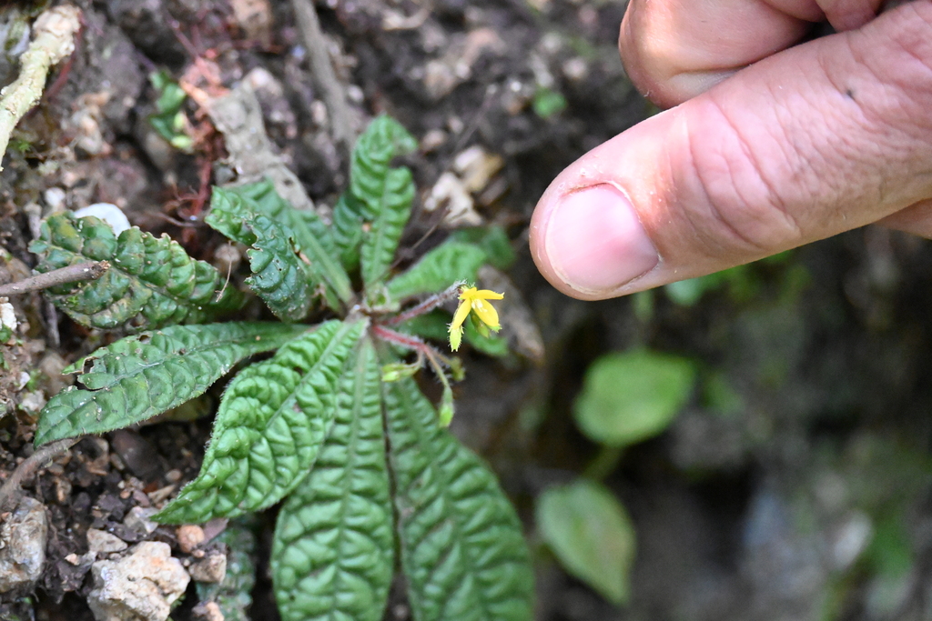 Pinarophyllon