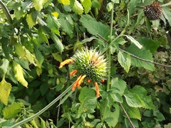 Leonotis nepetifolia