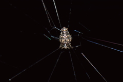 Wagneriana