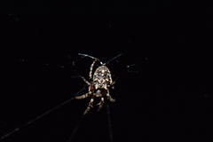 Wagneriana