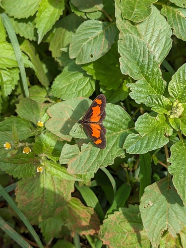 Falls Acraea