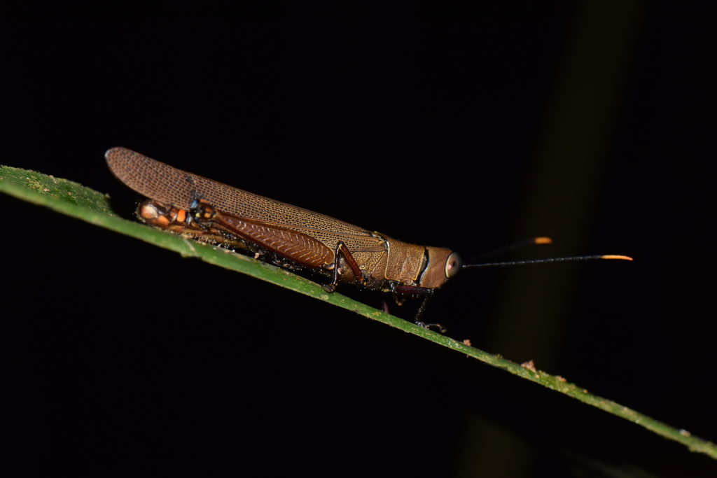Copiocerinae