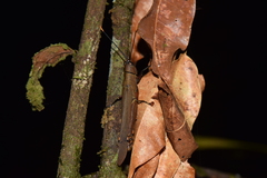 Copiocerinae