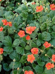 Geum coccineum