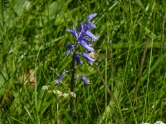 Hemaris tityus