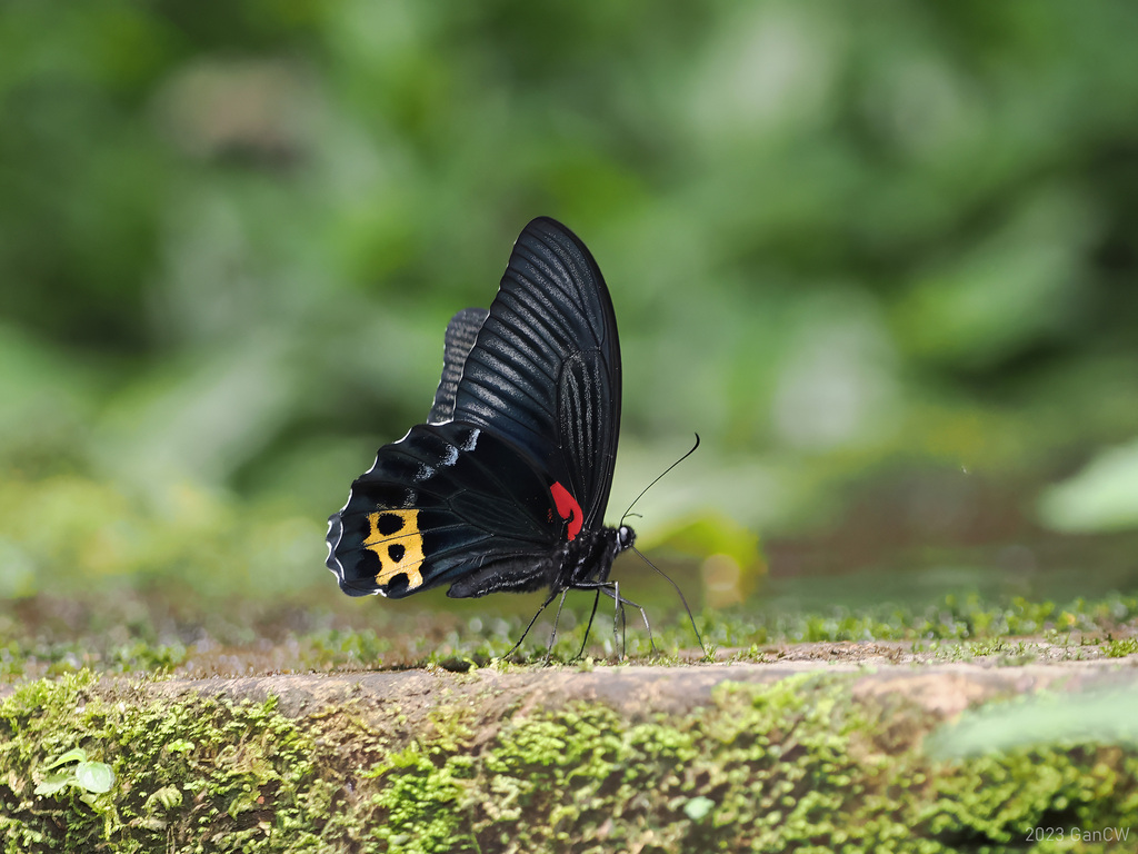 Bornean Mormon