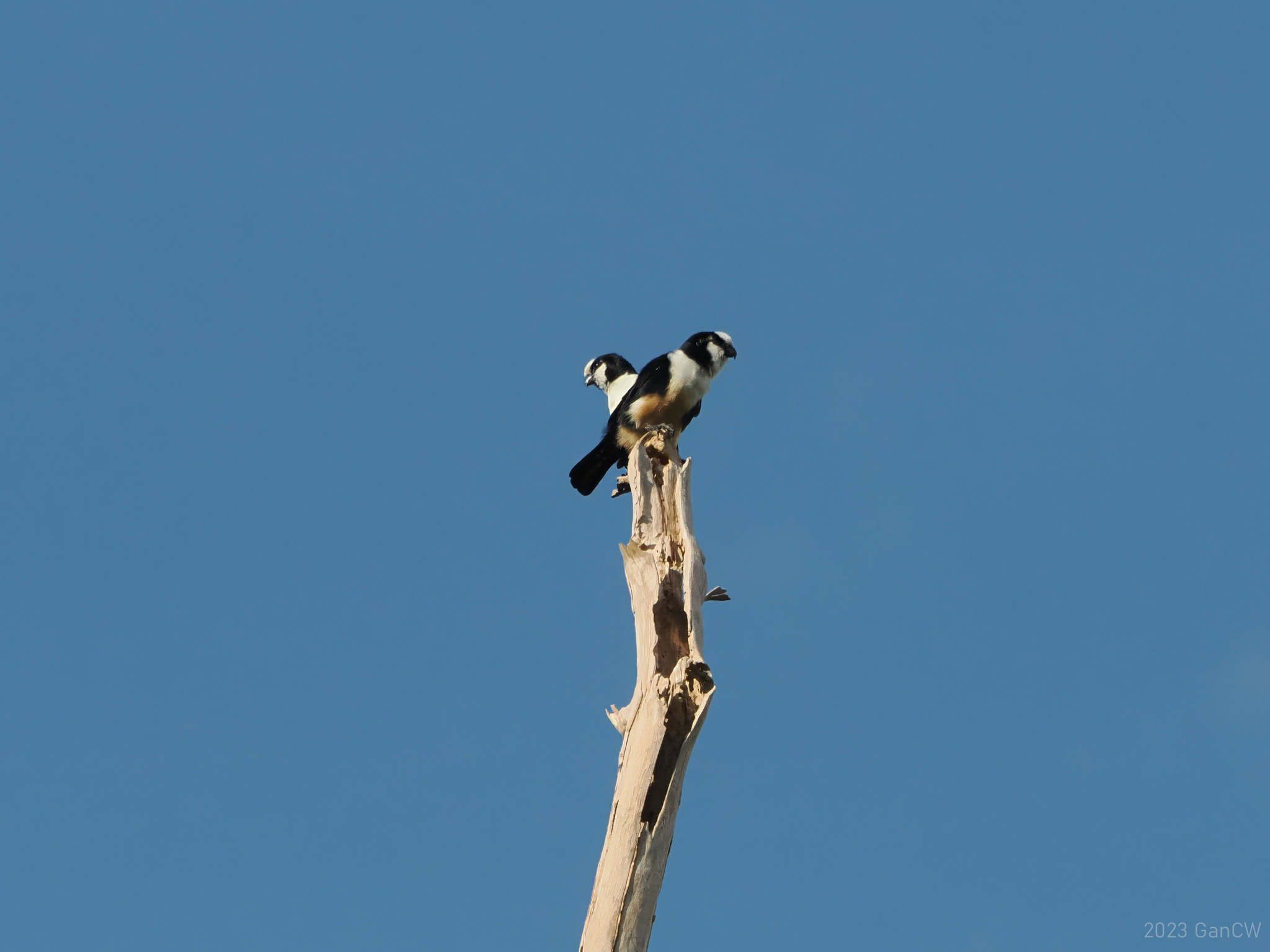 White-fronted Falconet (Microhierax latifrons), photo 8