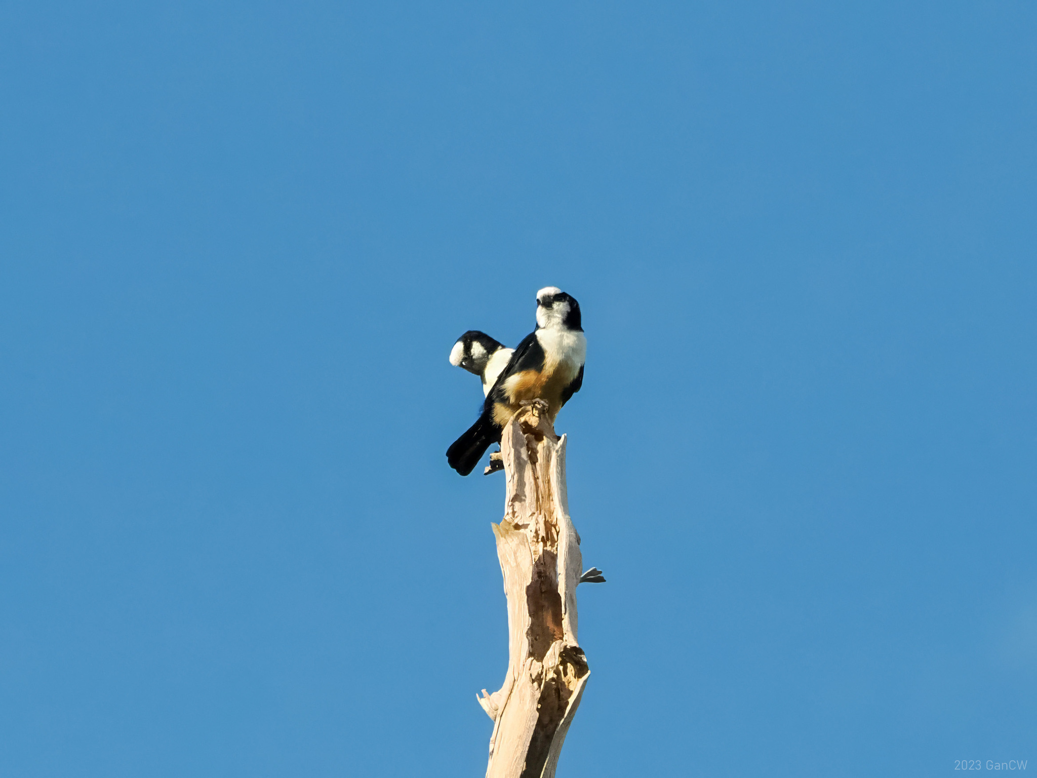 White-fronted Falconet (Microhierax latifrons), photo 7