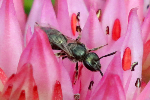 Turquoise Furrow Bee