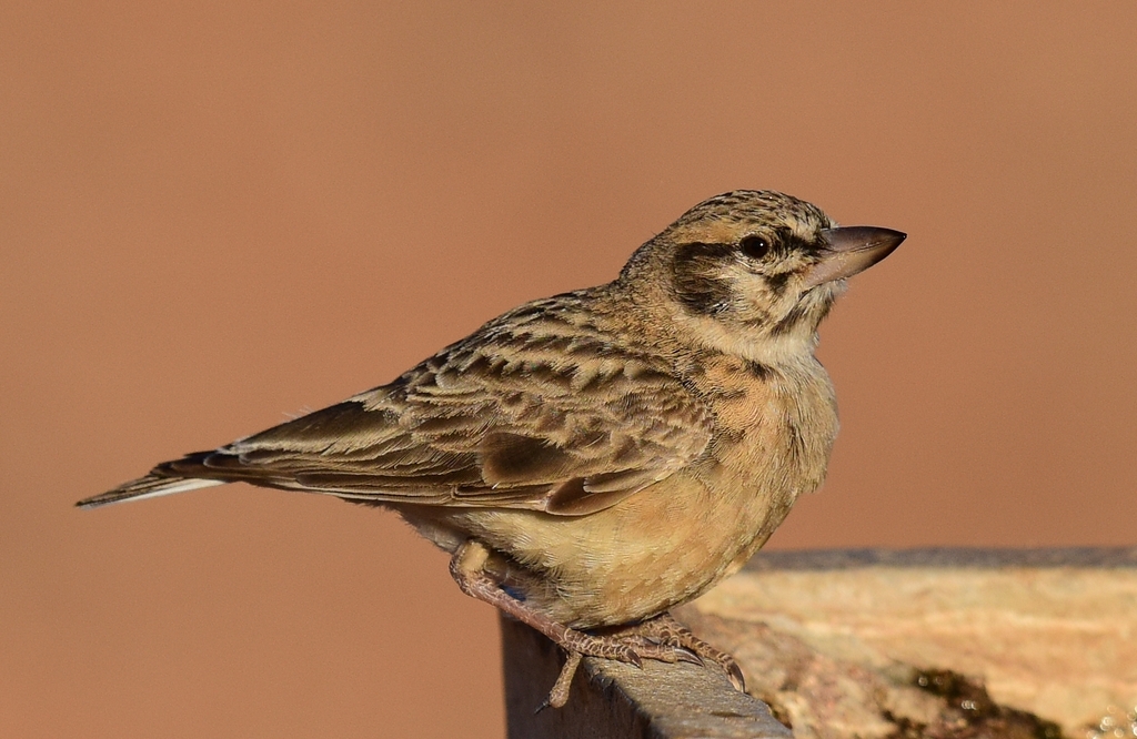 Sclater's Lark photo
