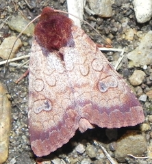 Sideridis rosea