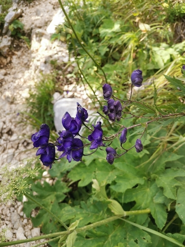 Image of Aconitum degenii by (c) Ljaž, some rights reserved (CC BY)
