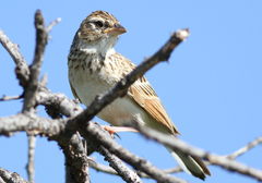 Monotonous Lark photo 2