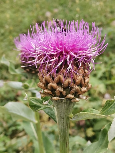 Image of Rhaponticum scariosum by (c) Ljaž, some rights reserved (CC BY)