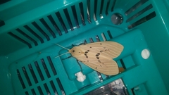 Spilarctia postrubida