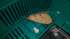 Spilarctia postrubida