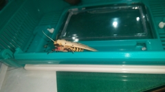 Spilarctia postrubida