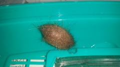 Spilarctia postrubida