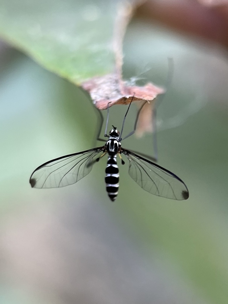 Apistomyia nigra