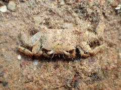 Macrophthalmidae