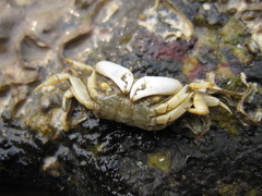 Macrophthalmidae