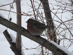 Carpodacus roseus