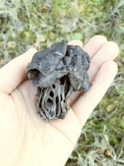 Helvellaceae