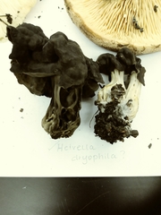 Helvellaceae