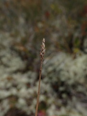 Carex exilis