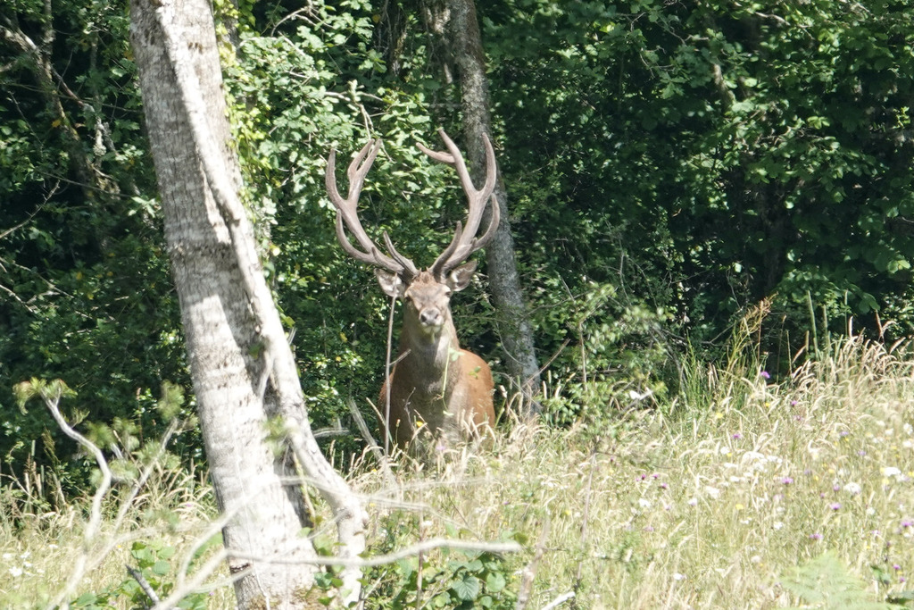 Red Deer from 23260 Saint-Agnant-près-Crocq, Frankrijk on July 4, 2023 ...