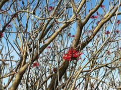 Erythrina americana