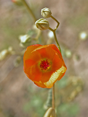 Sphaeralcea ambigua rugosa