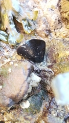 Mytilus californianus