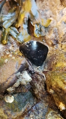 Mytilus californianus