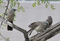 Black-Faced Babbler photo 5
