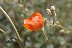 Sphaeralcea ambigua rugosa