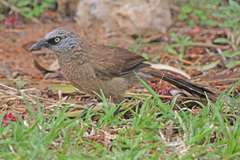 Black-Faced Babbler photo 3