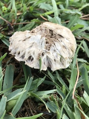 Agaricus