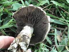 Agaricus