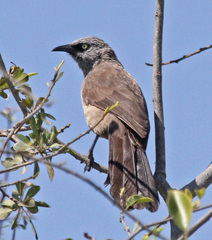Black-Faced Babbler photo 4