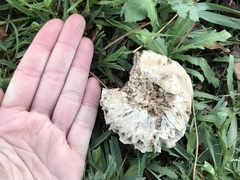 Agaricus