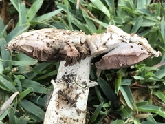 Agaricus