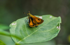 Choranthus vitellius