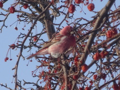 Carpodacus roseus
