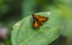 Choranthus vitellius